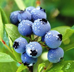 blueberries Feeling Over the Hill? Eat Blueberries